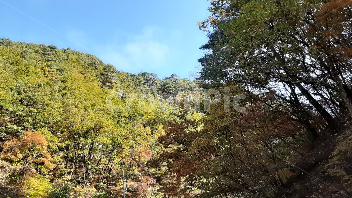 가을풍경,단풍,산행,나무,하늘,숲,풍경,자연,tree,nature