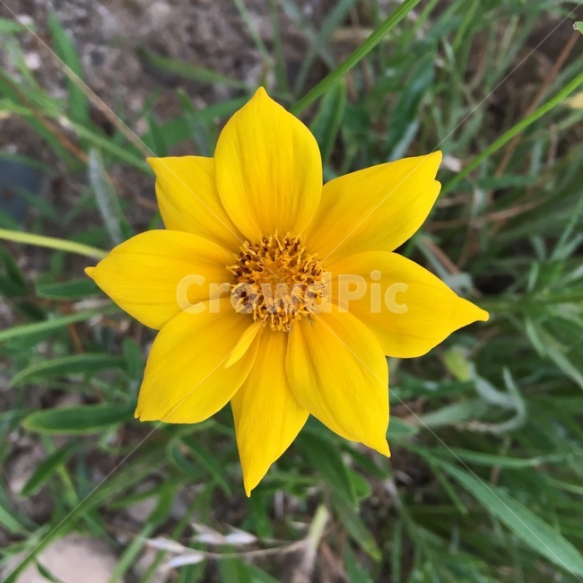 plant,식물,blossom,꽃,flower,식물,자연,plants,nature,꽃,flower