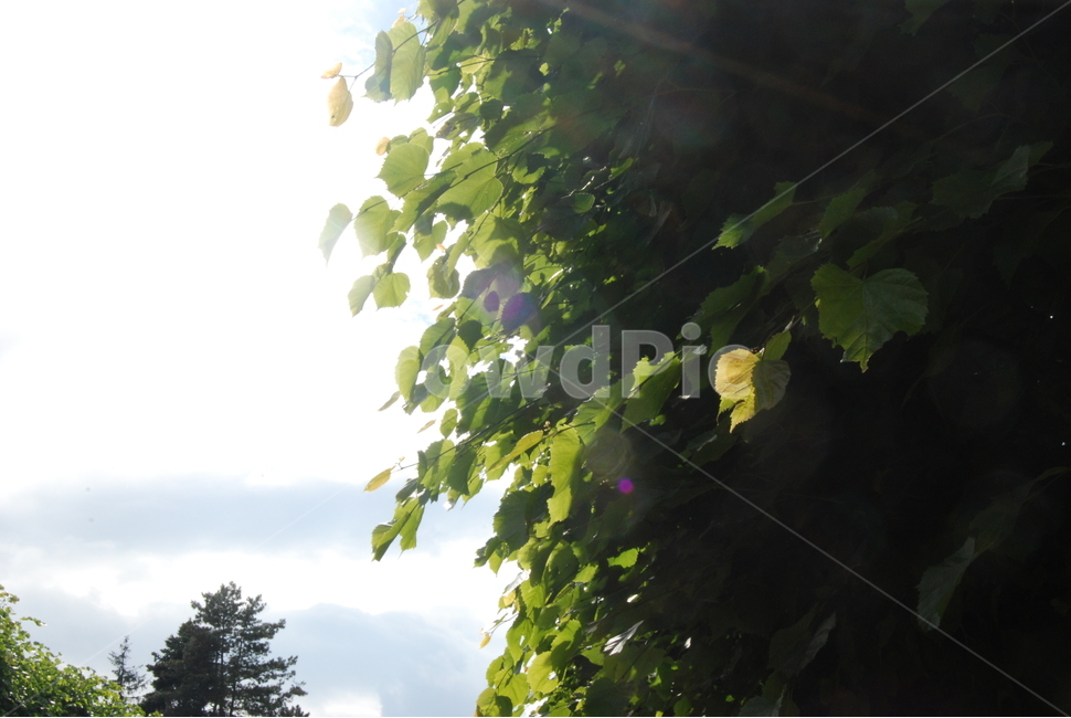 봄,가로수,식물,햇빛,sunlight,플레어,유럽,식물,자연,plants,nature