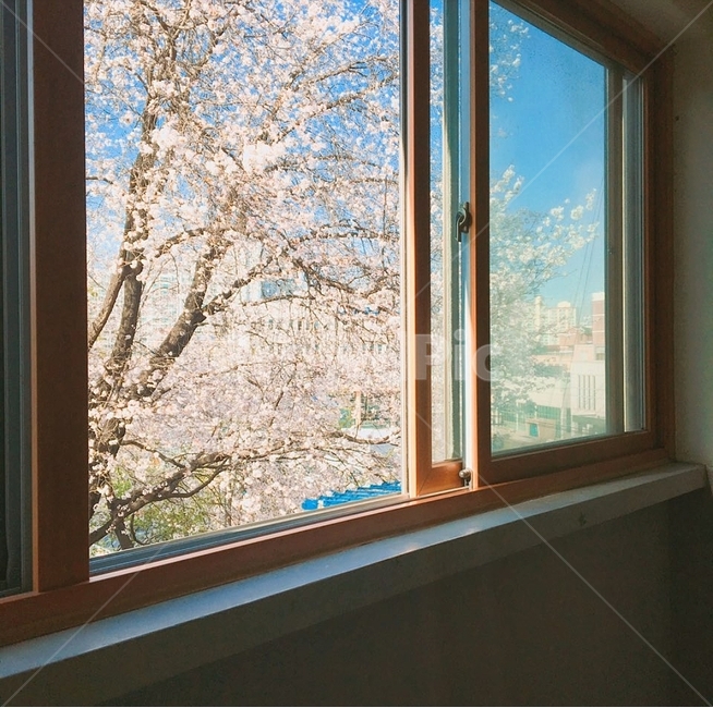 벚꽃,꽃,풍경,봄,창문,배경,봄,계절,spring,season,window