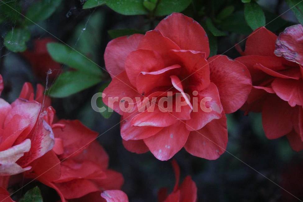 꽃,자연,flower,nature,환경,빨강