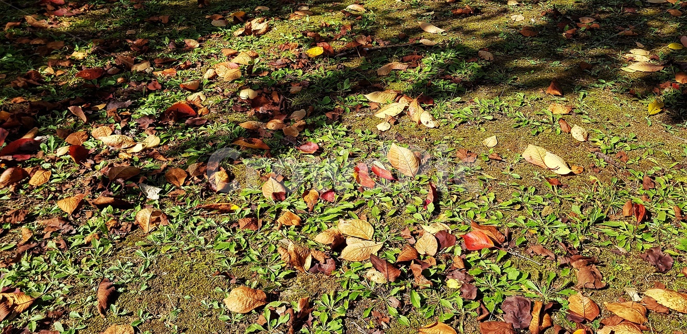 가을,낙엽,자연,단풍,잎,가을,계절,fall,autumn,season