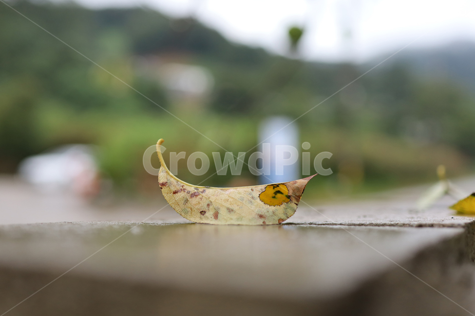 나뭇잎,낙엽,젖은나뭇잎,가을,감성,fallen,leaf,식물,잎,비