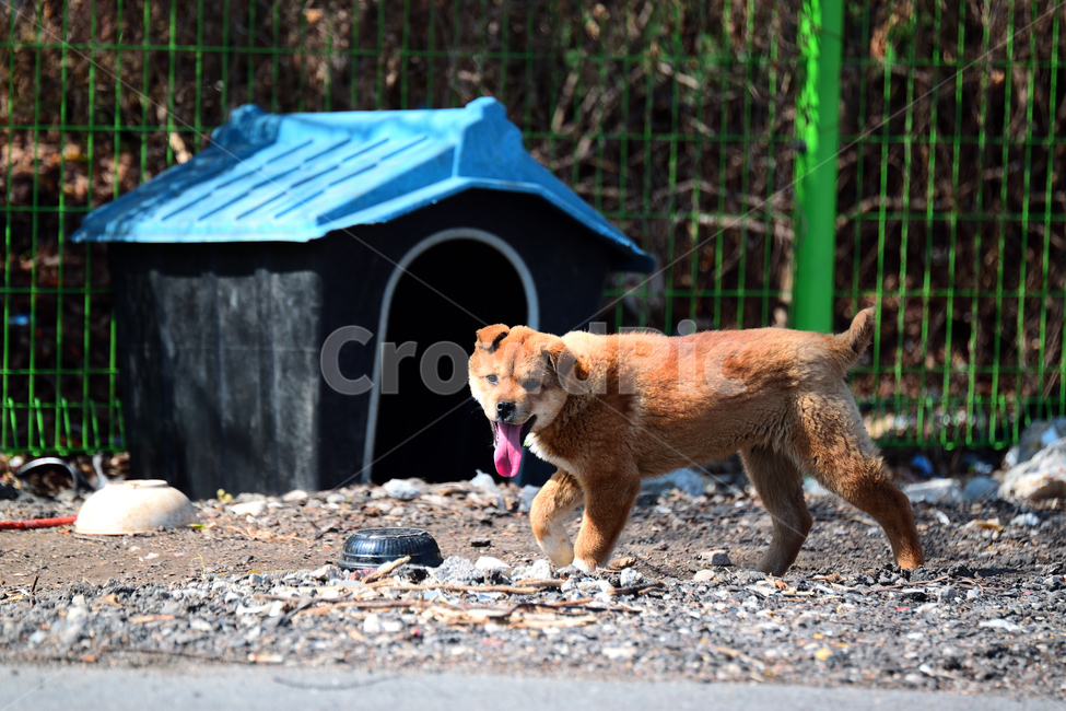 개,강아지,애완동물,반려견,멍멍이,진돗개,동물,animal,포유류,mammal,개,강아지,dog,doggy