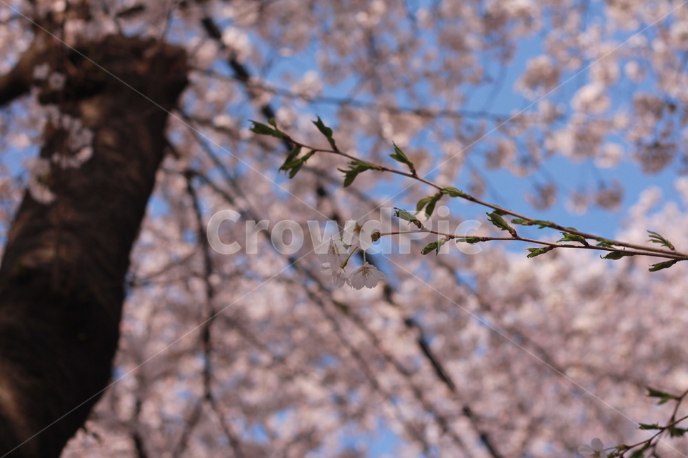 꽃,봄꽃,식물,flower,plants,봄,계절,spring,season,식물,자연,plants,nature,꽃,flower,plant,blossom,cherry blossom,벚꽃