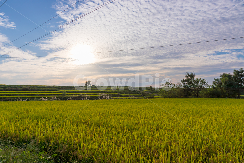가을,하늘,논,벼,추수,자연,구름,autumn,sky,cloud,nature,자연,풍경,nature,landscape,농업,농사,agriculture,farming,farming industry,grassland,목초지,outdoors,옥외,field,들,paddy field,패디 필드