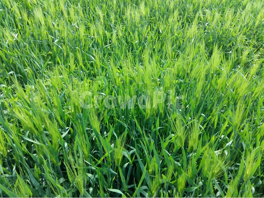 청보리,녹색,봄,맑음,바람,식물,자연,plants,nature