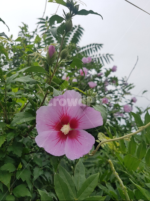 무궁화,꽃,국화,자연,식물,한국,대한민국,애국심,korea,식물,자연,plants,nature,꽃,flower