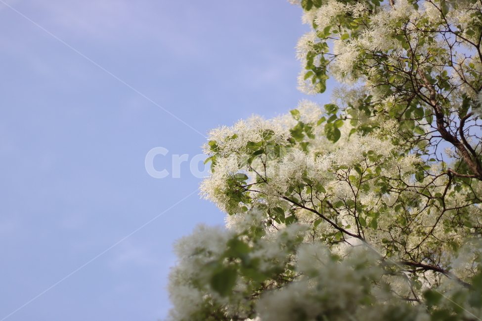 하늘,파란,나무,식물,꽃,plant,flower,blossom,하얀,잎,leaf,tree