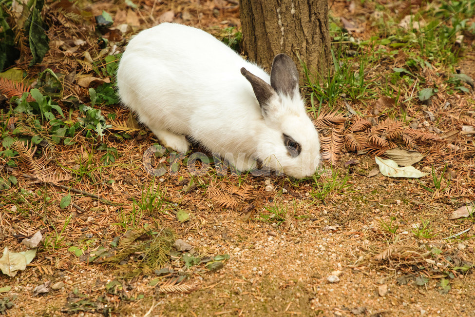 토끼,레빗,동물,귀여운,공원,rabbit,animal,동물,animal,포유류,mammal