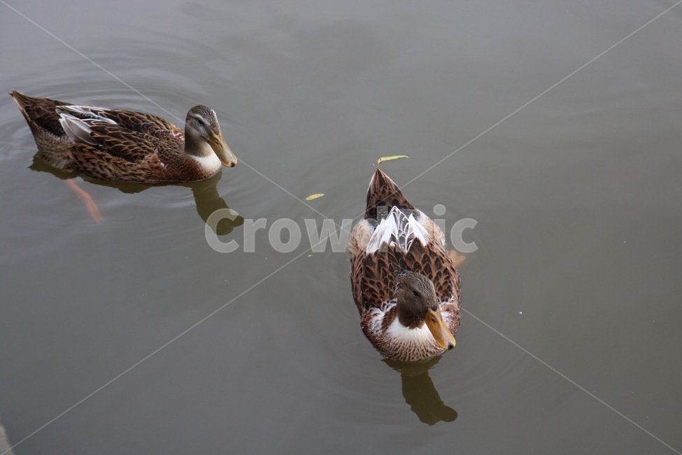 오리,동물,자연,수영,물,duck,ahiru,animal,doubutsu,nature,swimming,suie,water,mizu,동물,animal,조류,새,birds