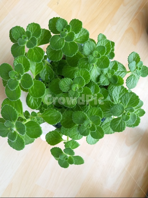 허브,herb,장미허브,상록다년초,장미향,잎이두꺼운식물,plant,식물,초록,green,cool,시원함