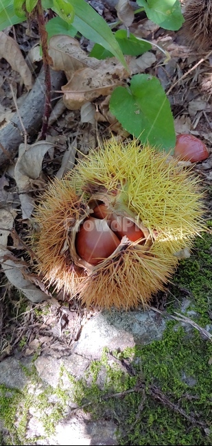 가을풍경,식물,밤,밤송이,가을,가을산,추석,밤톨,생밤,가을햇살,과일,열매,fruit