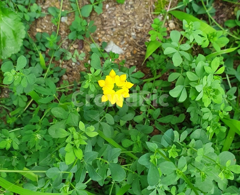 노랑,혼자,꽃,푸릇푸릇,yellow,별사탕