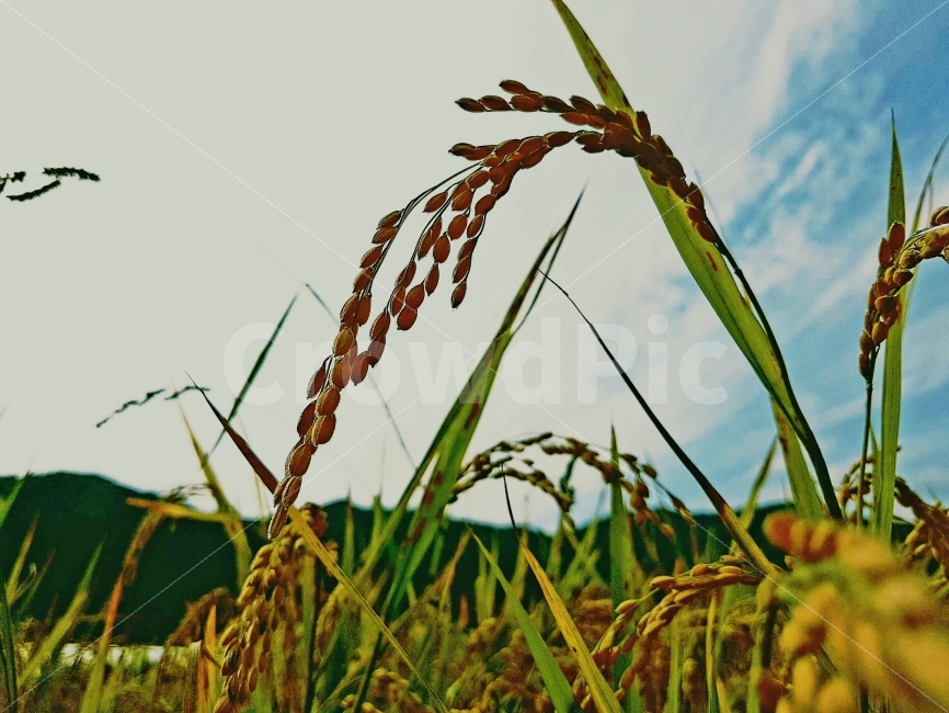 벼,하늘,자연,일상,색감,강원도,양구,시골,길거리,풍경,가족,여행,Rice,Sky,nature,daily,color,Gangwondo,Country,street,landscape,View,Family,Travel,가을,계절,fall,autumn,season,식물,자연,plants,nature,grass,잔디,plant,vegetable,야채,grain,곡물,food,음식