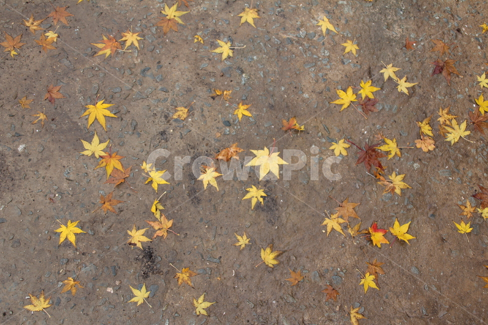 낙엽,단풍,가을,노랑,빨강,가을,계절,fall,autumn,season,leaf,잎,plant,식물