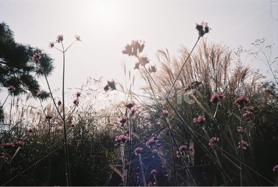 꽃,역광,노을,가을,코스모스,가을꽃,자연,자연,풍경,nature,landscape,plant,식물