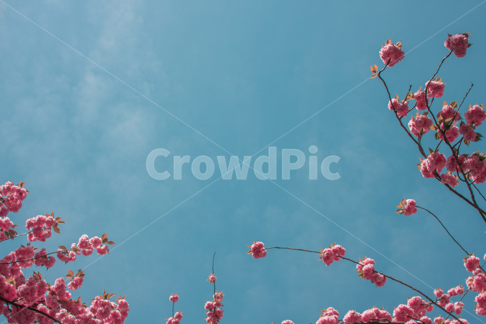 벚꽃,겹벚꽃,하늘,하늘벚꽃,꽃,봄꽃,봄,계절,spring,season,식물,자연,plants,nature,꽃,flower,plant,blossom