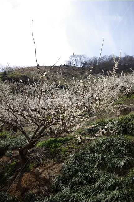 매화,나무,하늘,파란하늘,꽃봉오리,봄,봄날,봄풍경,봄꽃,감성,spring,flower,봄길,산책,봄나들이,식물,꽃,초록,언덕,봄,계절,spring,season,자연,풍경,nature,landscape,식물,plants,나무,trees,wood,plant
