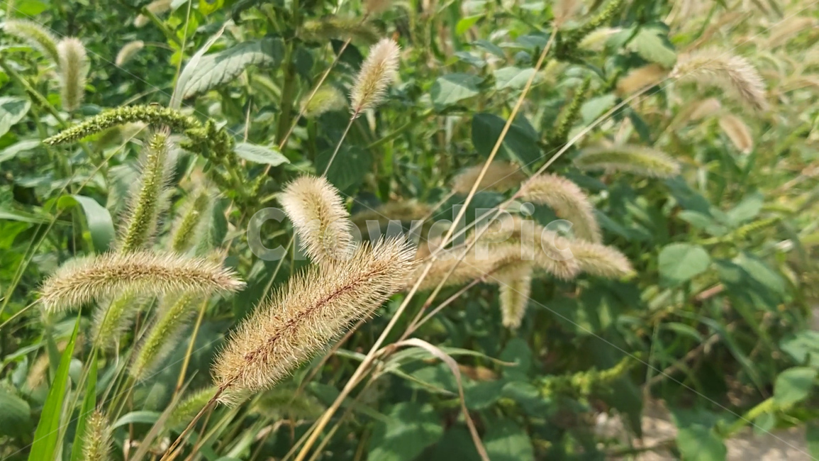 강아지풀,폭스테일,foxtail,plant,식물,grass