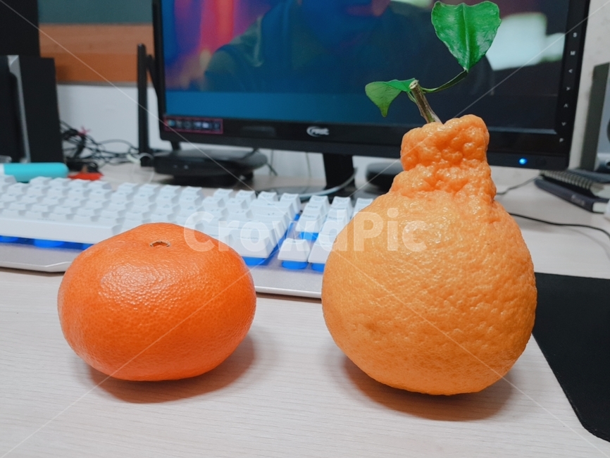 과일,주황색,한라봉,귤,상큼한,새콤달콤,봄,간식,디저트,fruit,hanrabong,tangerine