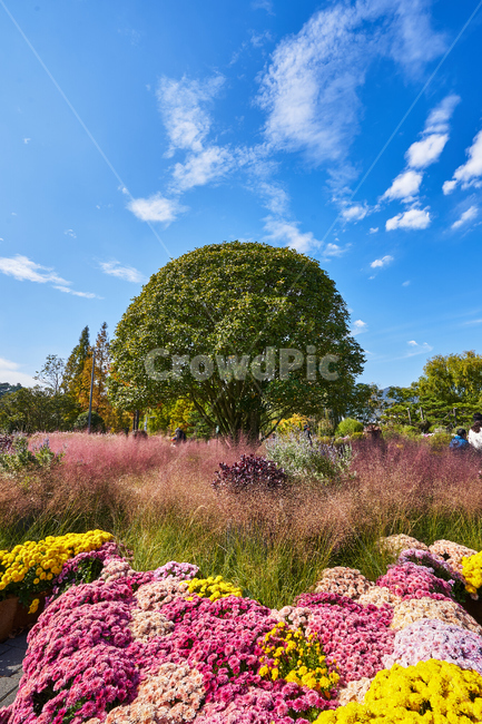 순천만국가정원,풍경,순천만정원,순천,색감,나무,꽃,자연,풍경,nature,landscape,plant,식물