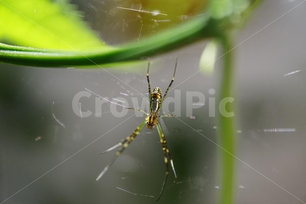 macro,Spider web,nature,summer,bug,affix,plant,insect,sight,animal,season,Emotion,spider,landscape,stem