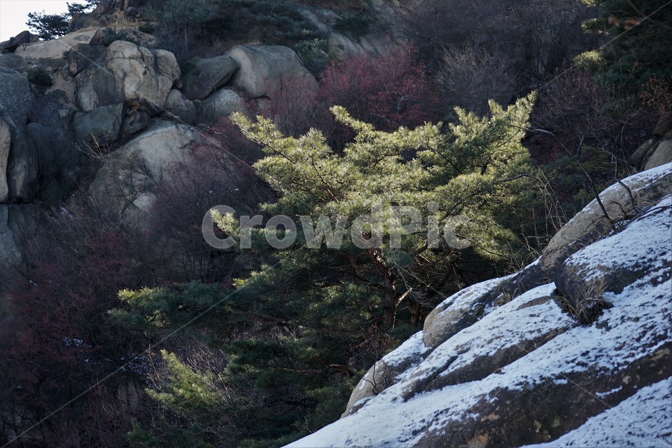 나무,빛,자연,산,겨울,숲,rock,winter,season,pine,light,shadow,그림자,바위,솔,소나무,풍경,landscape,park,cold,감성,자연,풍경,nature,landscape,tree,plant,식물