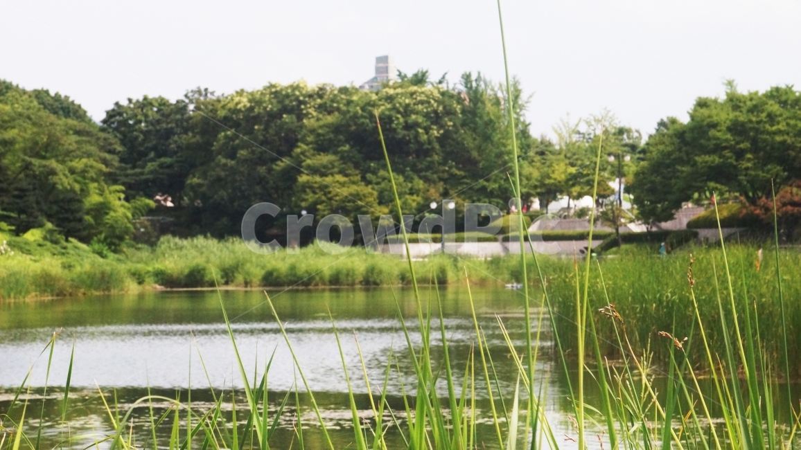 연못,공원,산책,호수,휴식,힐링,자연,풍경,nature,landscape,식물,plants,water,물,outdoors,옥외,land,땅
