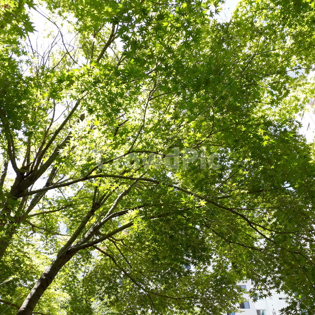 나무,식물,tree,초목,휴식,rest,vegetation,식물,자연,plants,nature
