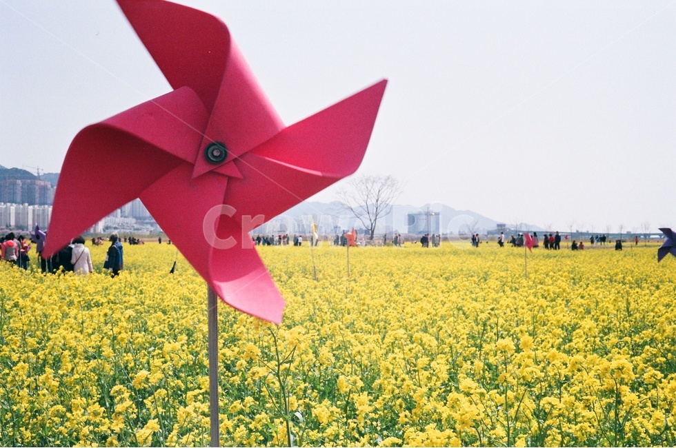 봄,꽃,유채꽃,바람개비,대저,봄,계절,spring,season,사람들,대중,군중,other people,crowd,사물,물건,오브젝트,thing,object,matter