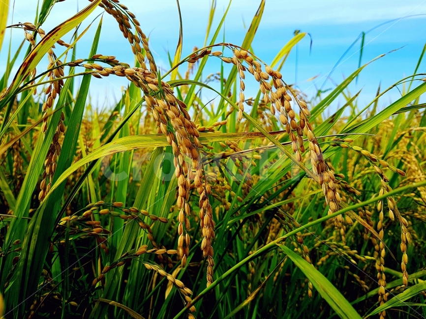 벼,하늘,자연,일상,색감,강원도,양구,시골,길거리,풍경,가족,여행,Rice,Sky,nature,daily,color,Gangwondo,Country,street,landscape,View,Family,Travel,가을,계절,fall,autumn,season,식물,자연,plants,nature,vegetation,초목,plant,field,들
