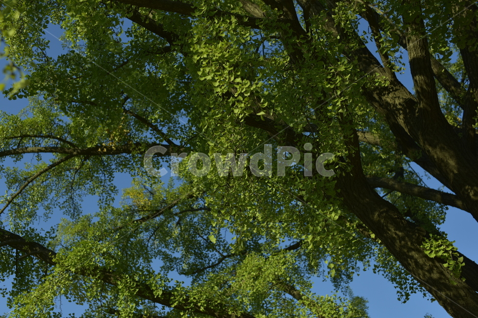 식물,나무,나무줄기,plant,tree,treetrunk,leap,나뭇잎,자연,초록색,green,nature