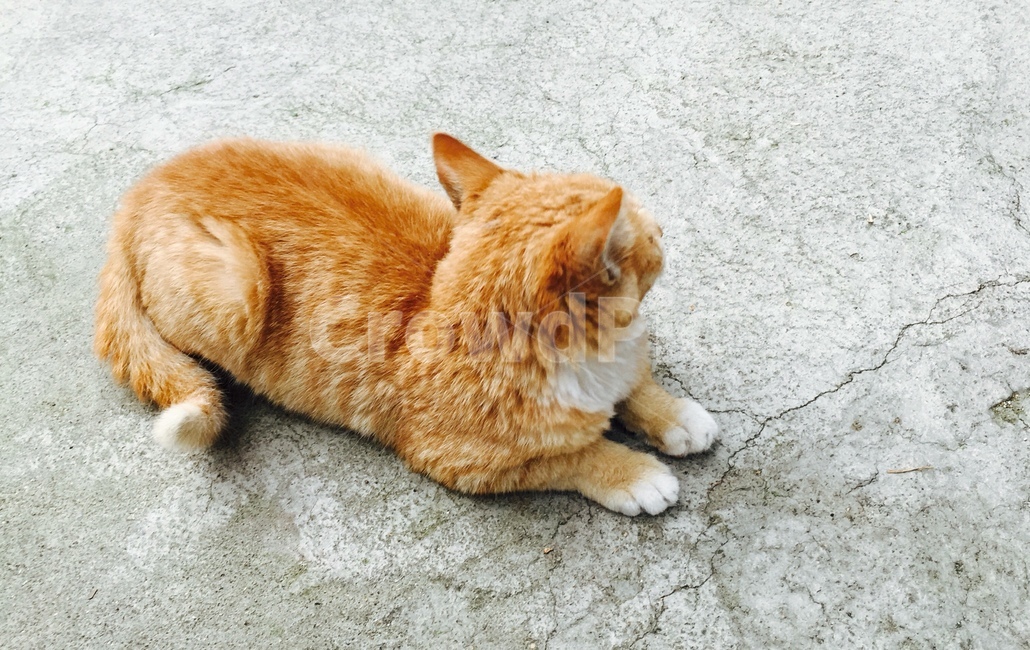 고양이,동물,길고양이,냥이,아기고양이,동물,animal,포유류,mammal,고양이,cat,kitten,kitty