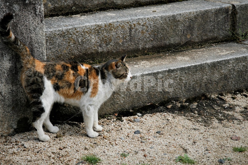 야생,들고양이,고양이,길고양이,동물,동물,animal,포유류,mammal,고양이,cat,kitten,kitty