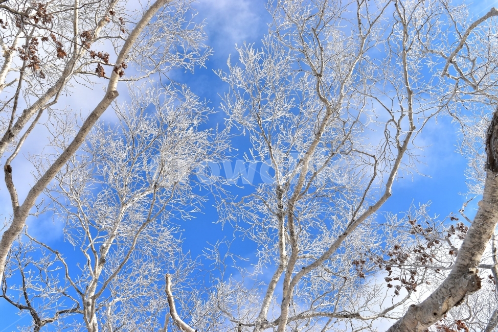 태백산,설경,상고대,눈꽃,풍경,겨울,겨울왕국,서리꽃,눈,천제단,자연,스포츠,등산,산행,nature,snow,설국,겨울풍경,느낌,아름다운,신비로운,경이로운,다큐,필,디자인,힐링,명산,국립공원,순백,landscape,winter,season,영산,사스래나무,겨울,계절,winter,season,식물,자연,plants,nature,나무,trees,wood