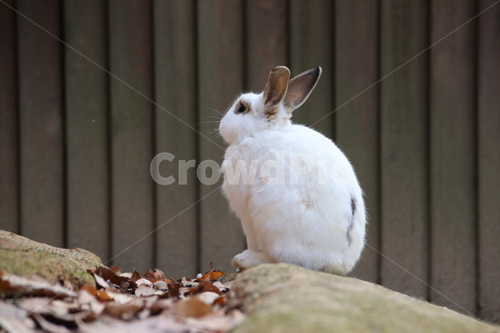 토끼,귀여움,자연,순함,자유로움,동물,animal,포유류,mammal
