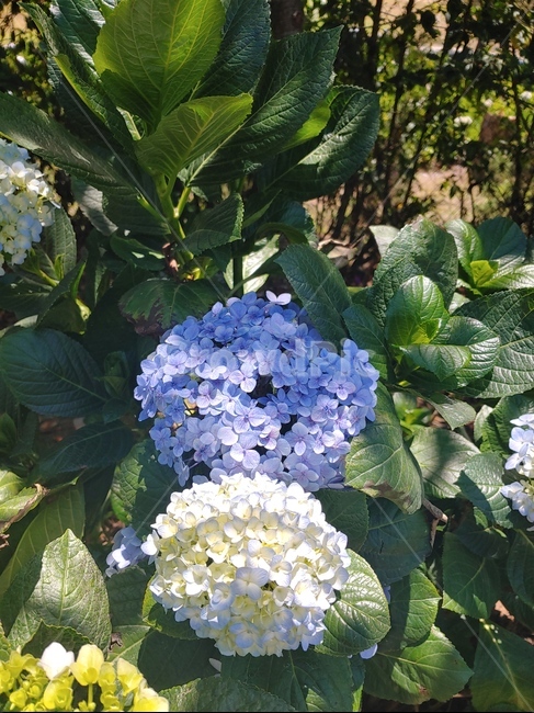 plant,식물,flower,blossom,꽃,bigleafhydrangea,수국