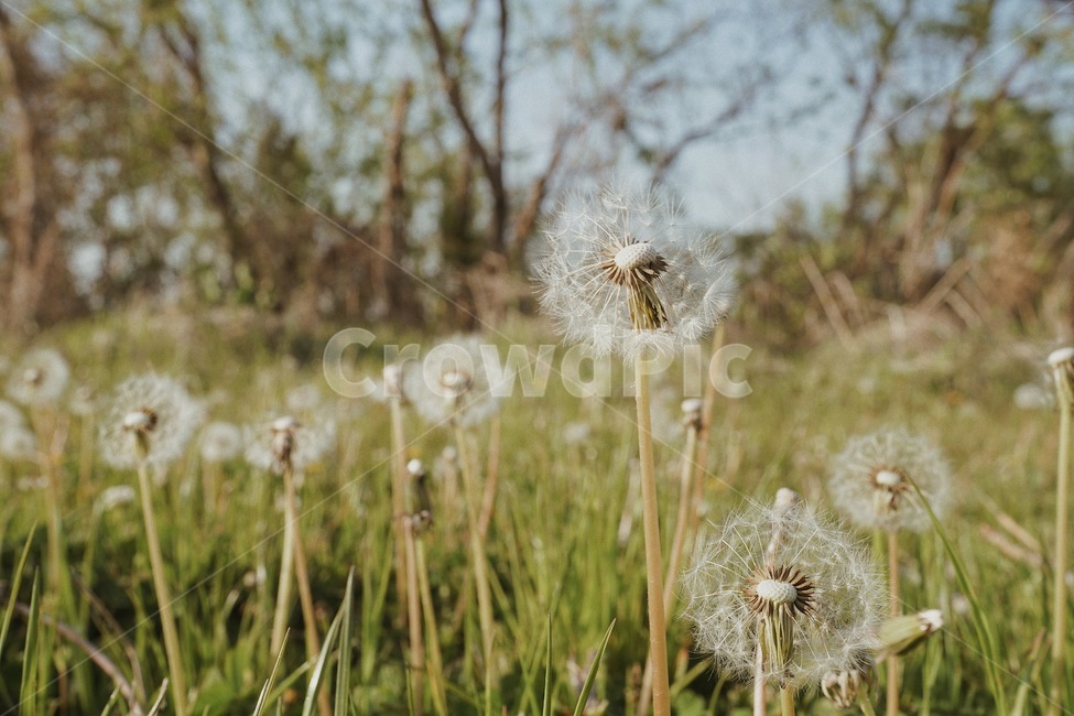 민들레,민들레씨,민들레꽃,들판,감성,감성사진,힐링,꽃,자연