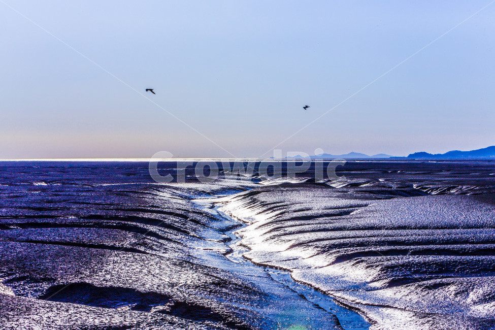 영종도,썰물,갯벌,환경,하늘,풍경,낙조,감성,자연,풍경,nature,landscape,한국자연풍경,한국자연경관,korea nature landscape,동물,animal,조류,새,birds,sea,바다,ocean,대양,outdoors,옥외,water,물,bird
