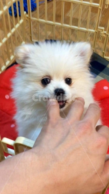 포메라니안,강아지,애견,가족,놀이,손,사랑,미소,동물,animal,포유류,mammal,개,강아지,dog,doggy