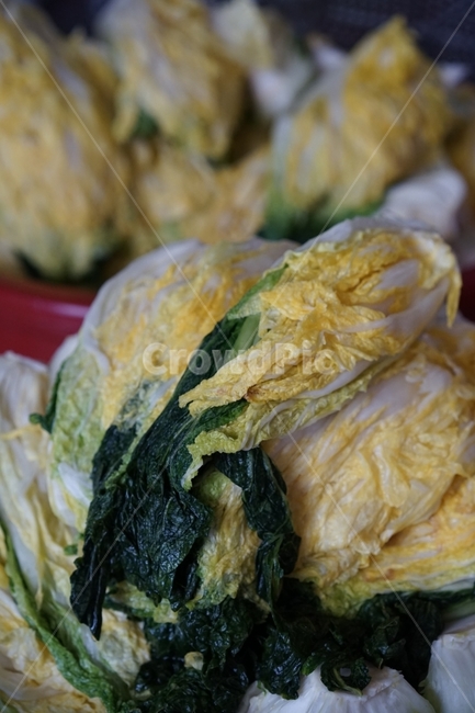 배추,절임배추,식재료,김치,김장,음식,배추김치,절인배추,음식,식재료,요리,food,cook,meal,dishes,food reserves,채소,야채,vegetables