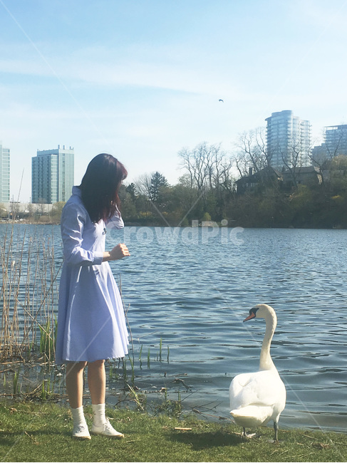 bird,새,animal,동물,person,사람,인간,human,park,girl,meet,swan,백조
