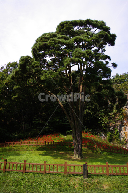 나무,울타리,식물,color,하늘,자연,풍경,nature,landscape,tree,plant,tree trunk,나무 줄기