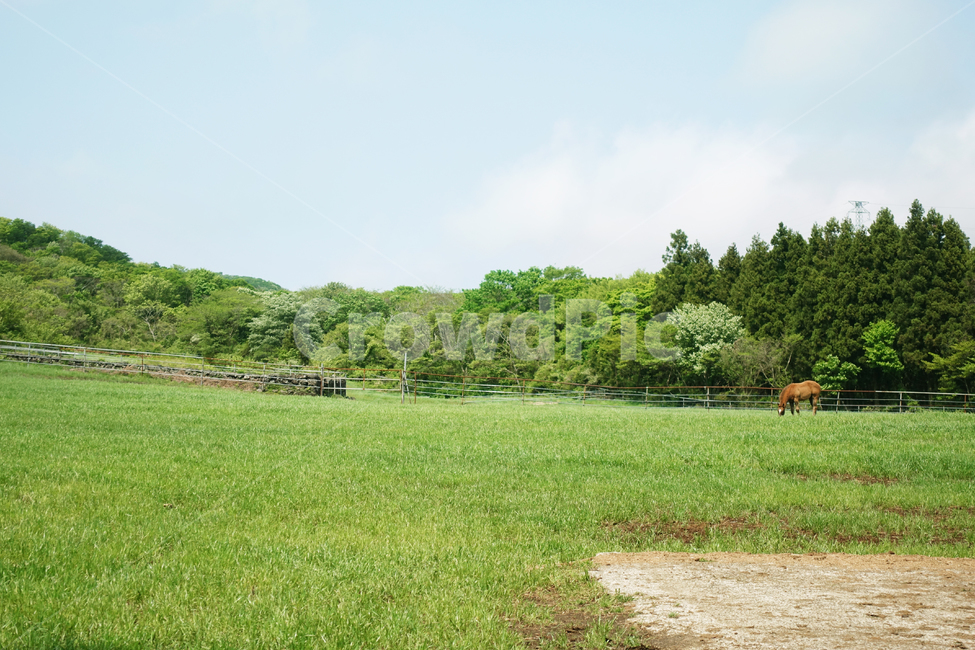 말,들판,제주도,비자림,드넓은,광할한,잔디,초록,green,jeju,한국,korea,푸른,자연,풍경,nature,landscape,동물,animal,포유류,mammal,field,들,outdoors,옥외,grassland,목초지,cow,소,cattle,가축,farm,농장,rural,농촌,grass,plant,식물