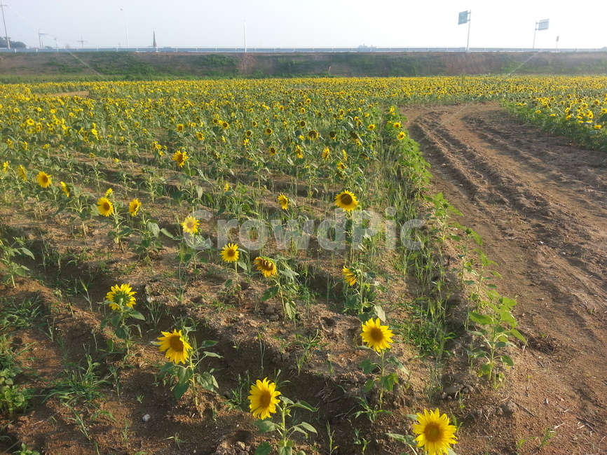 해바라기,풍경,자연,햇빛,포근함,따뜻함,sunflower,식물,자연,plants,nature,꽃,flower