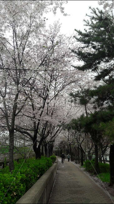 예쁨,단아함,꽃,봄,아름다움,봄,계절,spring,season,자연,풍경,nature,landscape,tree,나무,plant,식물,tree trunk,나무 줄기