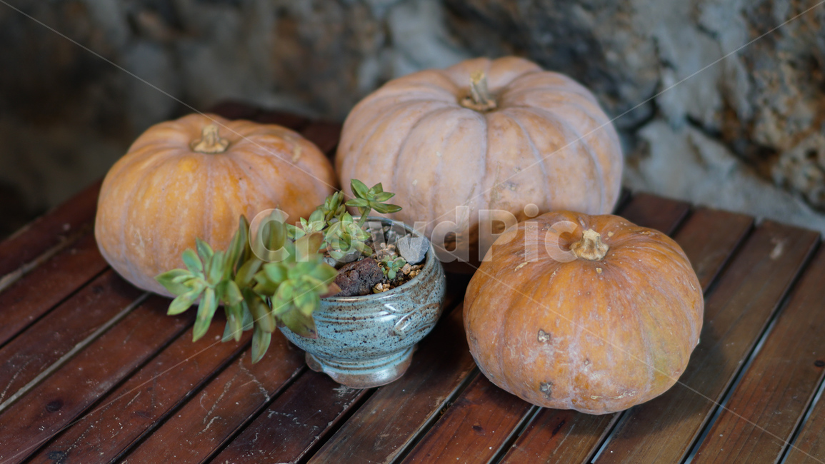 plant,식물,food,음식,pumpkin,호박,vegetable,야채,healthyfood,할로윈