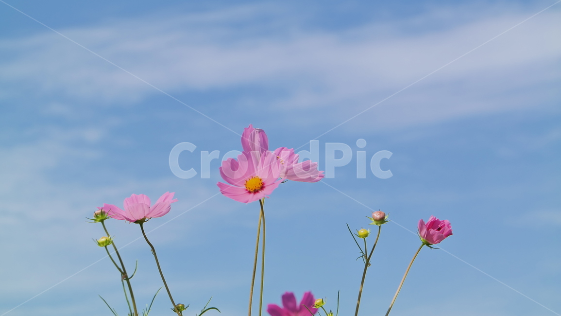 코스모스,꽃,가을꽃,핑크,cosmos,flowers,가을,자연,식물,풍경,pink,autumn,fall,nature,plants,landscape,가을,계절,fall,autumn,season,식물,자연,plants,nature,꽃,flower,plant