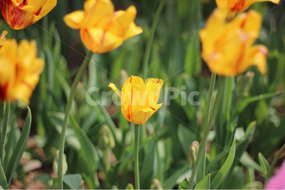 봄,꽃,봄꽃,튤립,노란튤립,컬러,색감,노랑,spring,flower,color,tulip,yellow,봄,계절,spring,season,식물,자연,plants,nature,꽃,flower,plant,blossom